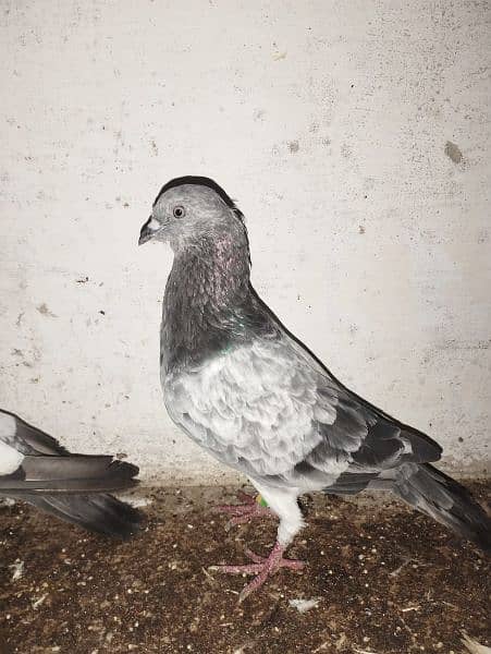 pigeons kabli 5