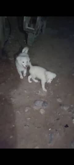 Russian Baby Dog age 2.5 month. only male available. one male 15000