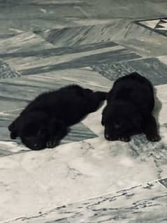 Black German Shephards Pups