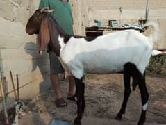 bakri