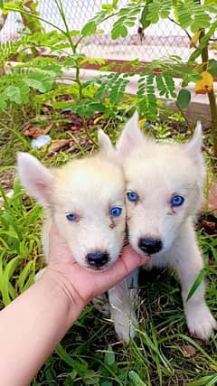 Siberian Husky Blue Eyes Puppies 0312_3102002