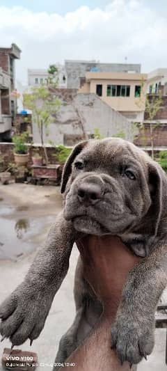 Cane carso puppirs