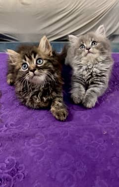 Persian female kittens