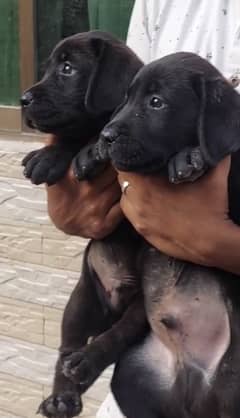 labrador male puppies