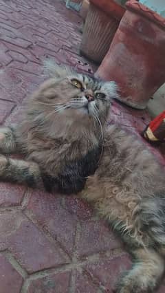 Persian cat