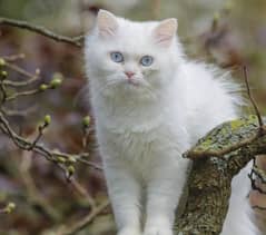 Russian Cat white Long hair