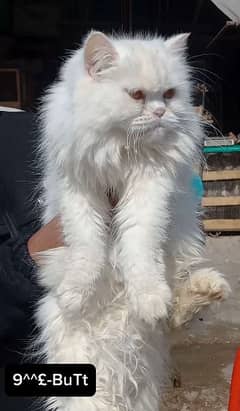 I want to sale white persion 
breeder Female cat Heavy long coat