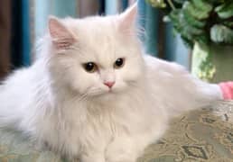 WHITE PERSIAN PURE BREED