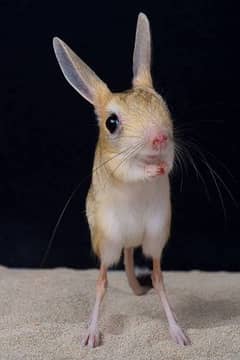 jerboa