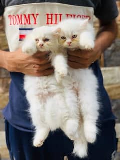 Full Fluffy Persian kittens