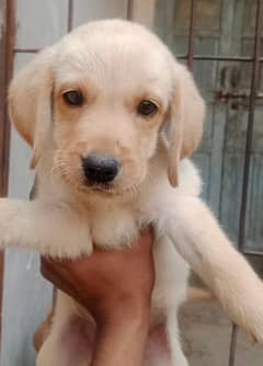 British Labrador Puppy for sale # Labra # Lab # puppies # Labrador