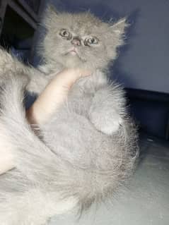 British Shorthair Male