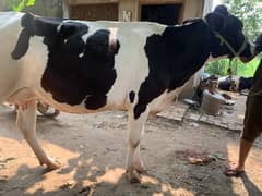 Pure Friesion Cow 1st timer ||long & highted
