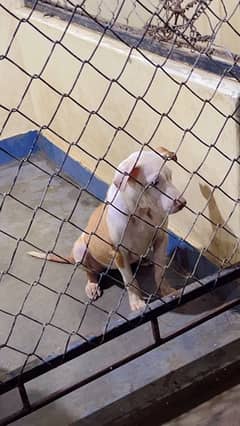 American Bully pit females