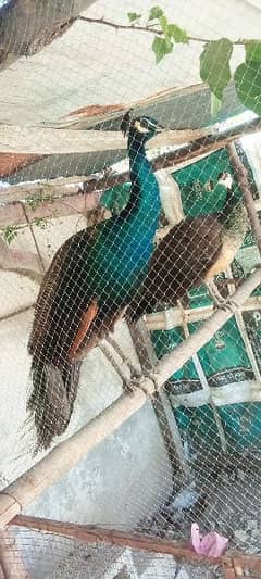 peacocks