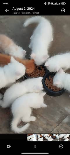 Triple cot persian kittens  for sale