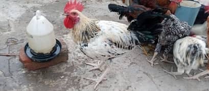 Rooster for sale