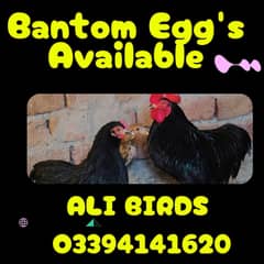 Bantom eggs  بینٹم کے انڈے اور چوزے دستیاب ھیں