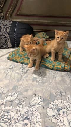 kittens