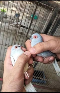 dove for sale pair 03330203898