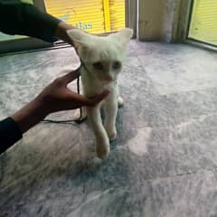 Turkish cat golden eyes white color fancy cat