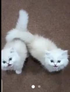 Persian Cat for sale my WhatsApp number 03468556940