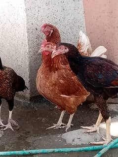 Aseel Chicks, Pathay Pathiya and hens
