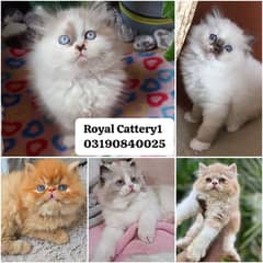 Ragdoll Kittens / Persian Kittens