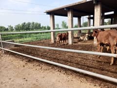 Cattle farm