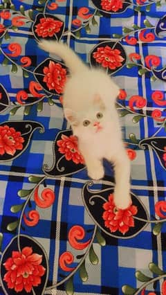 Persian kittens triple coated