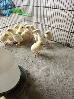 Heera chicks  for sale. price per piece 1250 ha .