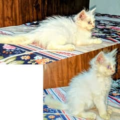 Double coat Persian cat