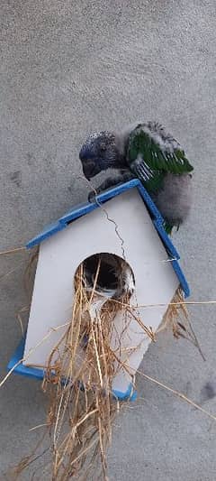 Rainbow Lorikeet Chick