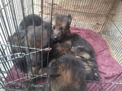 5 puppies hai jis bhaii ne lene hon rabta kr skta