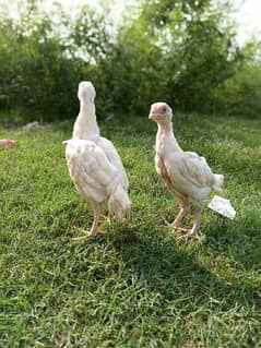 Heera chicks pair for sale.
