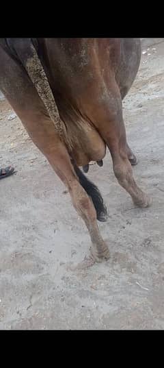 Cholistani | Sahiwal | Cross | Cow | pregnant |For Sell