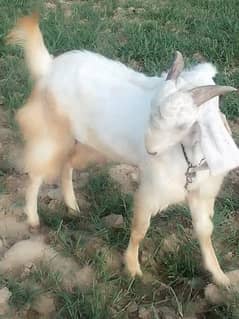 Full white Rajan Puri Bakra