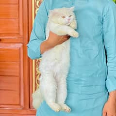 persian cat beautiful double coat