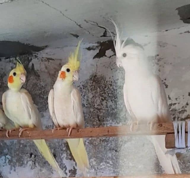 Common White Breeder pair 1