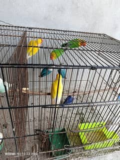 love birds breeder pairs confirm breeder