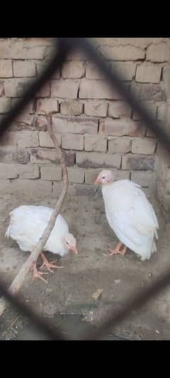 white chakoor for sale . paper white