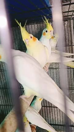 Cockatiels , Common white, Albino