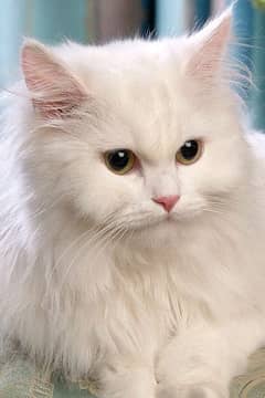 persian cat for sale