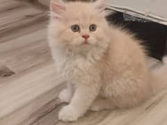 Persian cats double coated for sale
