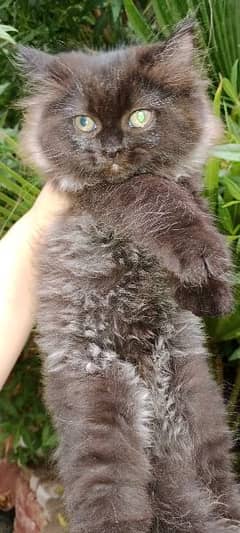 Persian kittens for sale