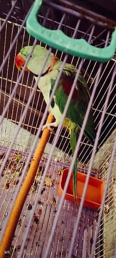 Raw parrot