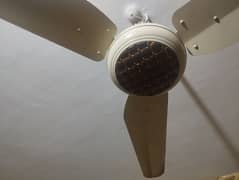 Ceiling fan in outstanding condition