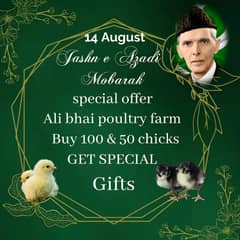 golden misri | Austrolop| Lohman Brown|RIR chick| hens|murghi | cages