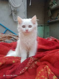 2 month female kitten for sale