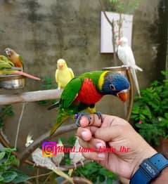 Handtame lorry | Yellow bird | conure | cocktail | lorikeet parrot